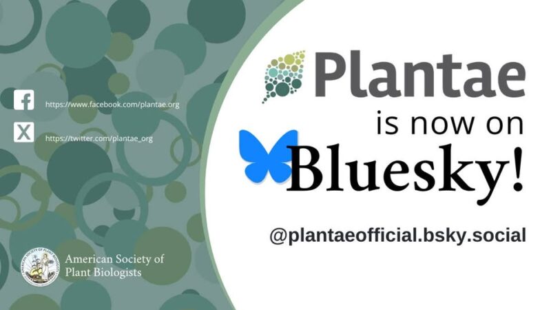 Bluesky Plantae